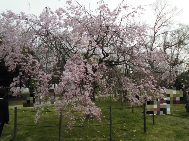 長居公園 桜 植物園