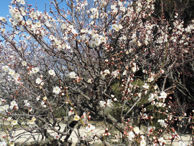 万博記念公園 梅まつり