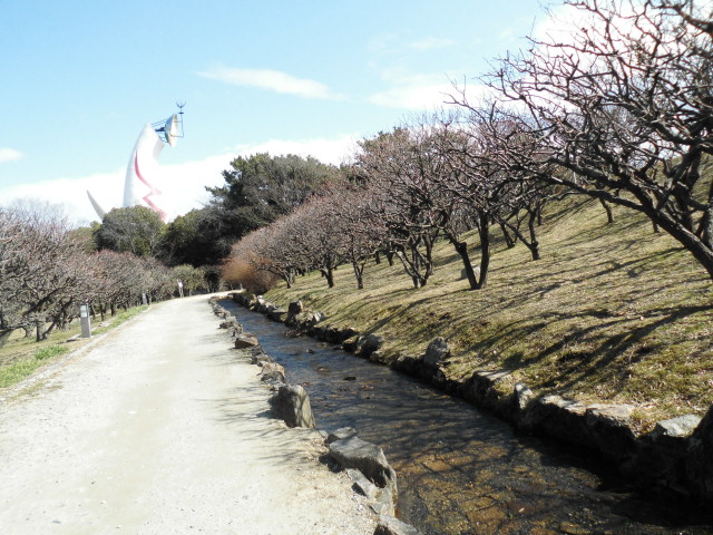 万博記念公園 梅まつり