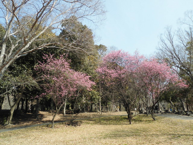 大泉緑地公園 梅林