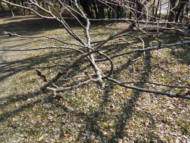 大泉緑地公園 梅林