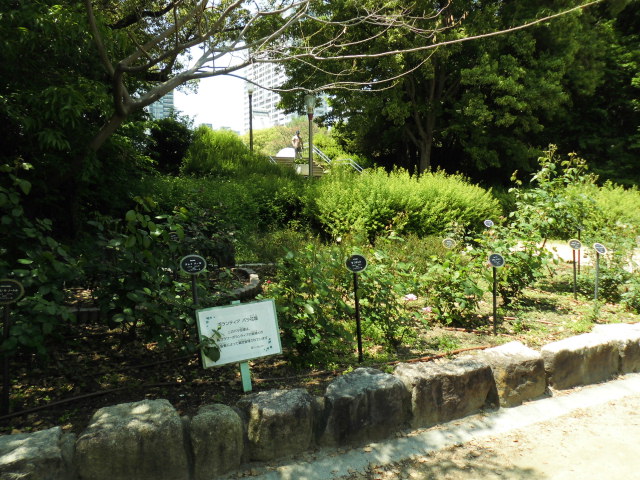 バラ園 靭公園 見頃