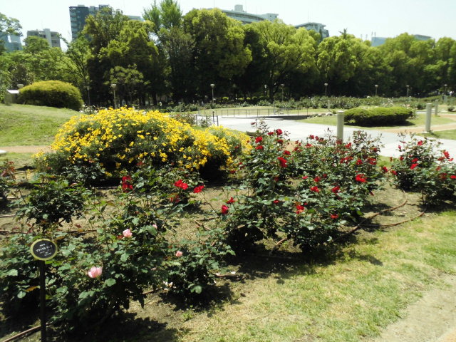 バラ園 靭公園 見頃