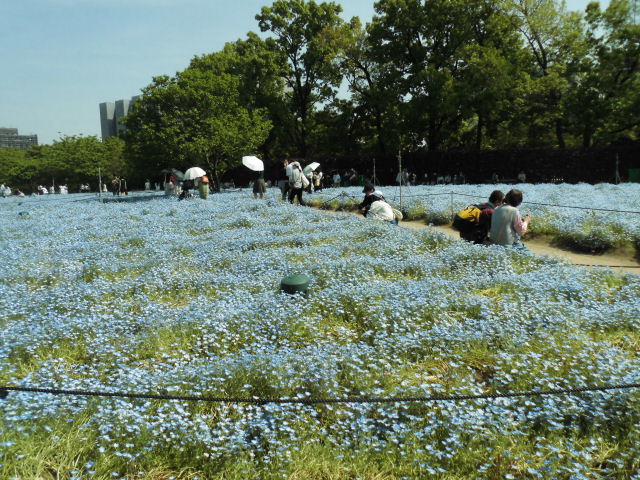 バラ園 長居公園 見頃