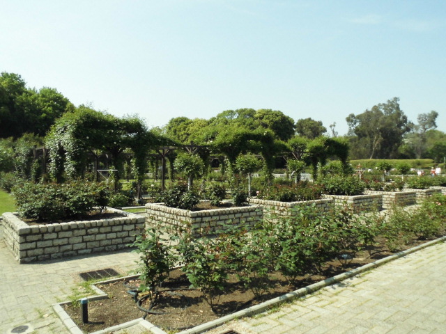 バラ園 長居公園 見頃