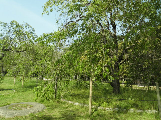 バラ園 長居公園 見頃