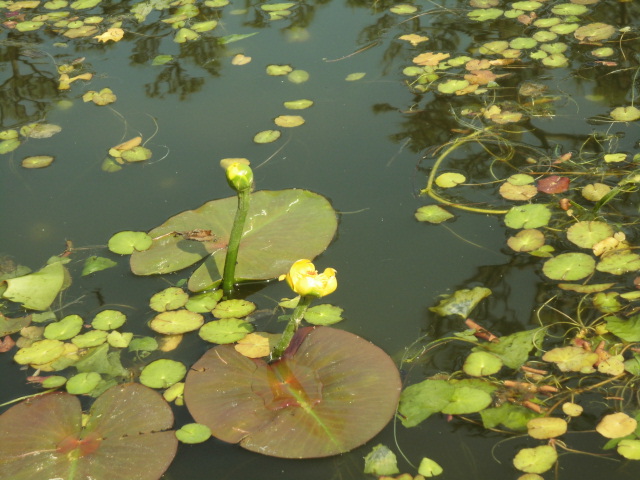 バラ園 長居公園 見頃