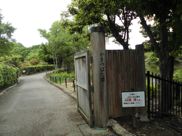 かきつばた園 大泉緑地公園 写真
