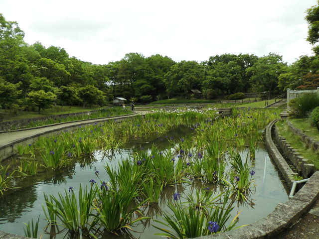 かきつばた園 大泉緑地公園 写真