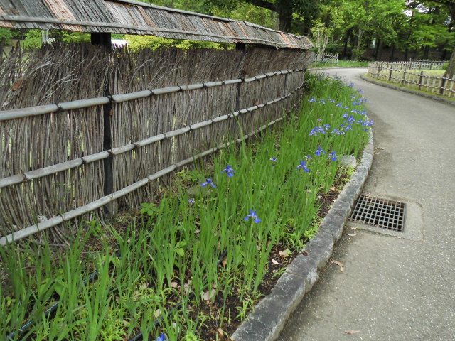 かきつばた園 大泉緑地公園 写真