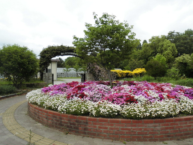 かきつばた園 大泉緑地公園 写真