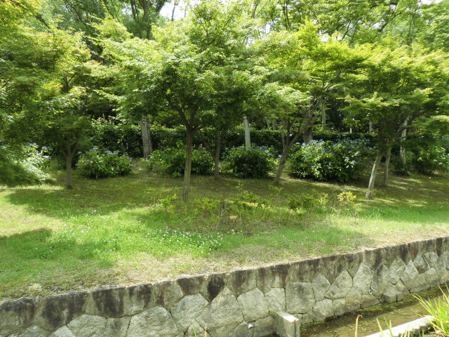 大泉緑地公園 紫陽花 写真