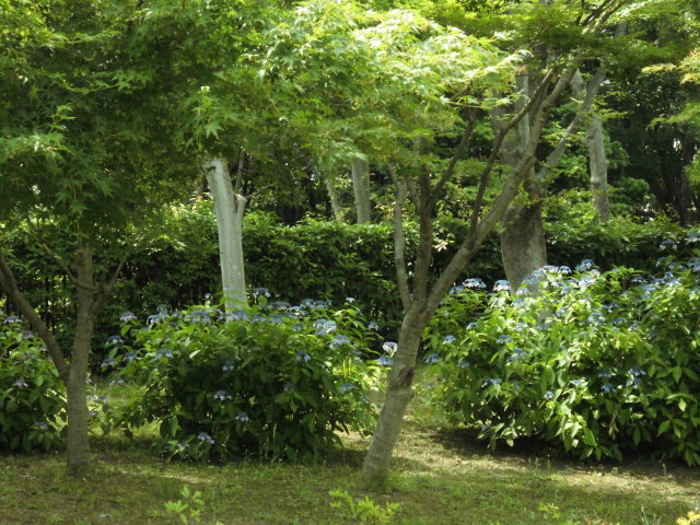 大泉緑地公園 紫陽花 写真