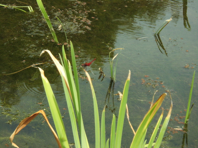 大泉緑地公園 紫陽花 写真