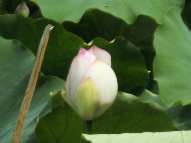 大泉緑地公園 紫陽花 写真