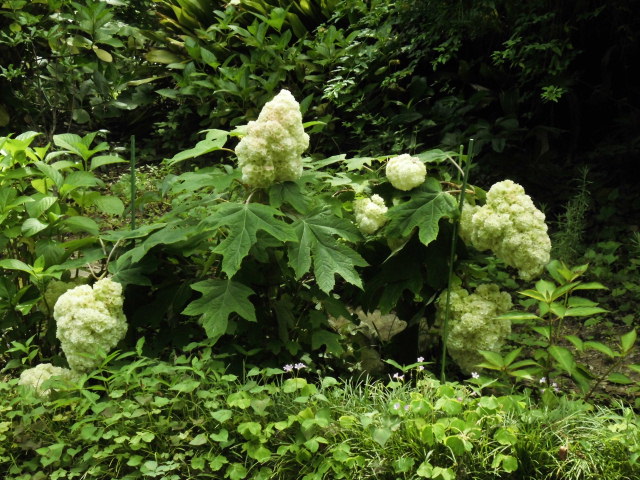 大泉緑地公園 紫陽花 写真