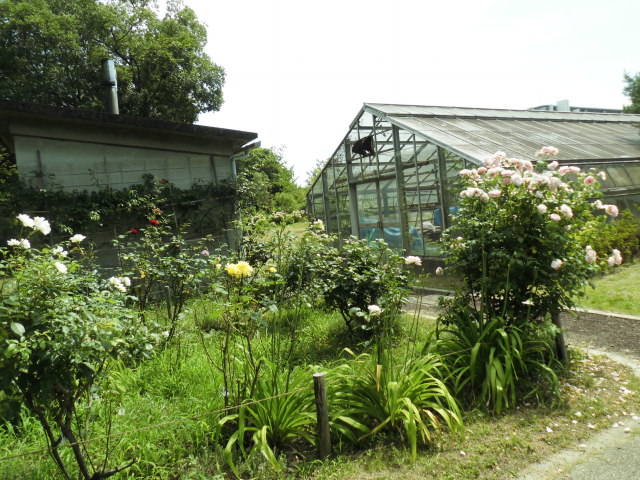 大泉緑地公園 紫陽花 写真