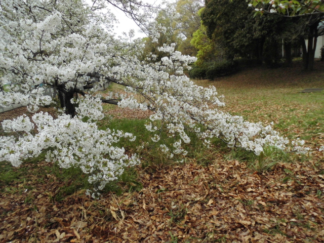 大仙公園 気球 桜