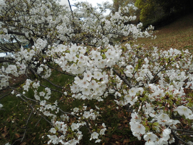 大仙公園 気球 桜