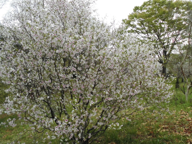 大仙公園 気球 桜