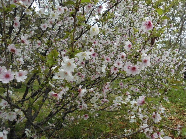 大仙公園 気球 桜