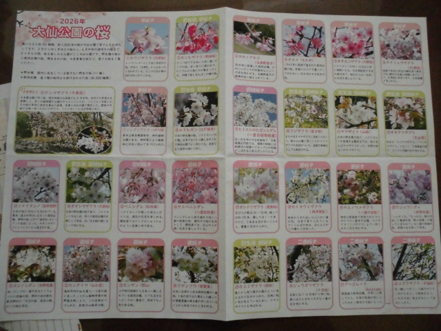 大仙公園 気球 桜