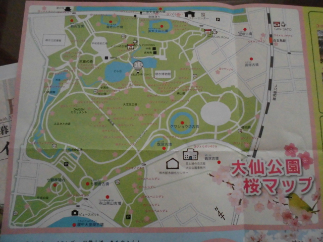 大仙公園 気球 桜