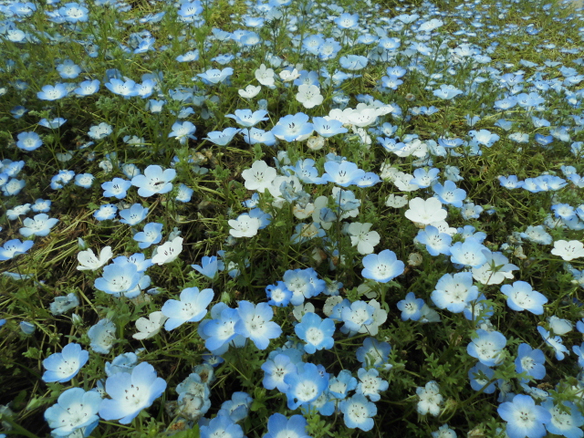 長居公園 植物園 バラ