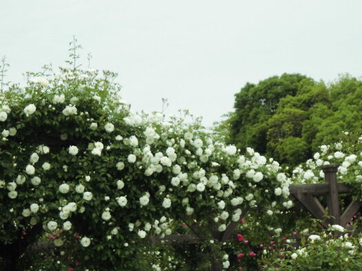 長居公園 植物園 バラ