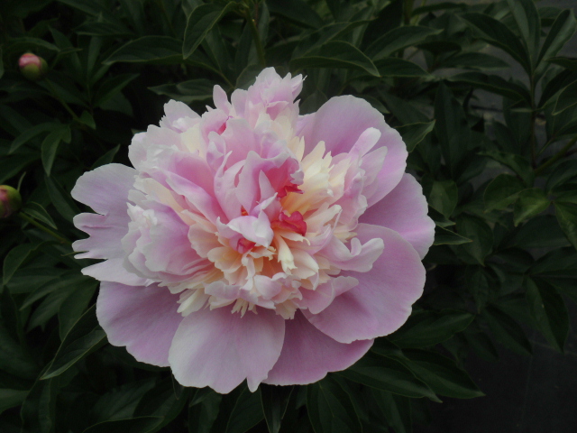 長居公園 植物園 バラ