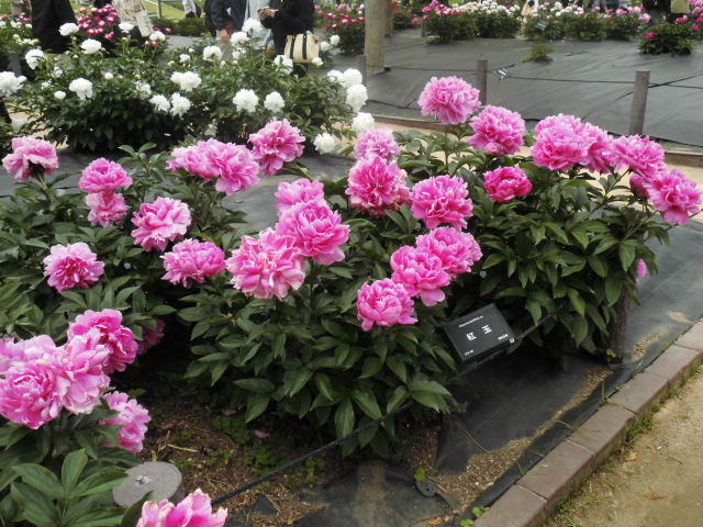 長居公園 植物園 バラ