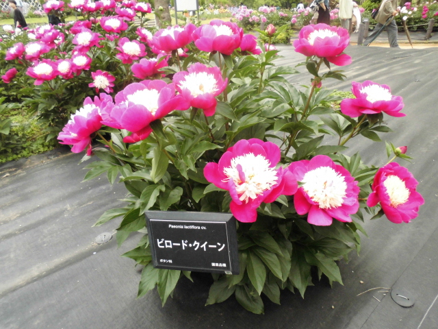 長居公園 植物園 バラ