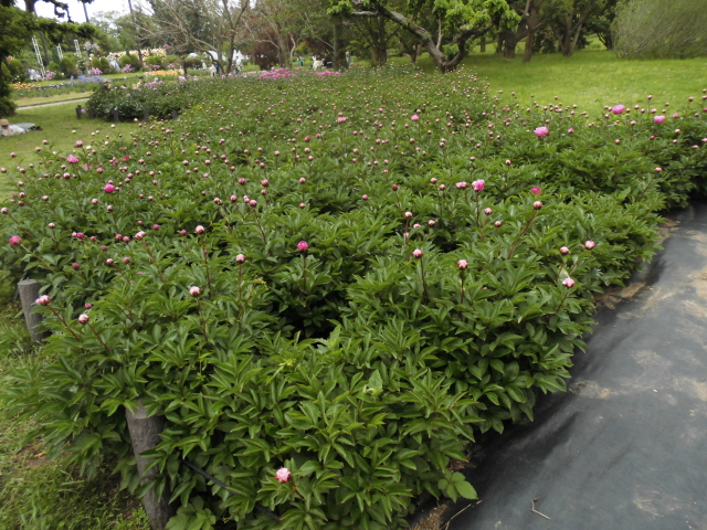 長居公園 植物園 バラ
