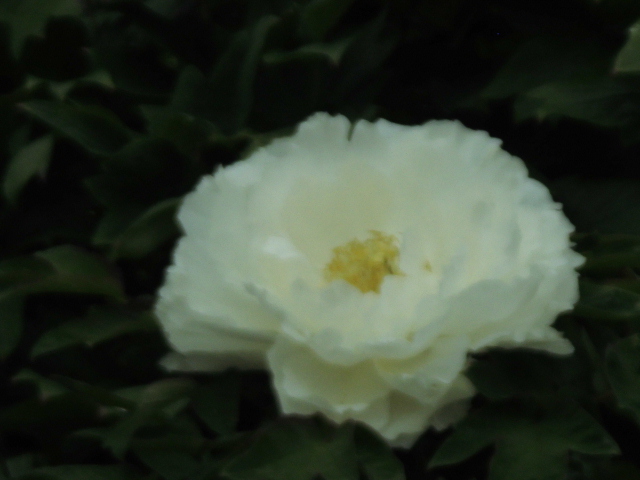 長居公園 植物園 バラ